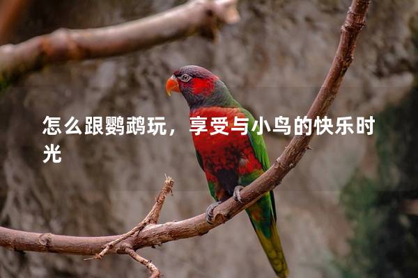 怎么跟鹦鹉玩，享受与小鸟的快乐时光