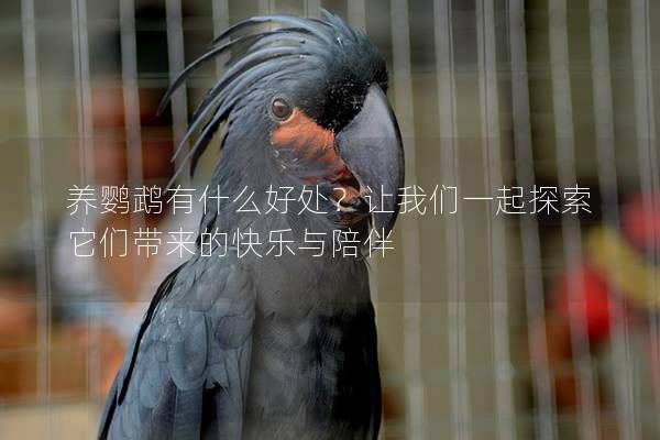 养鹦鹉有什么好处？让我们一起探索它们带来的快乐与陪伴