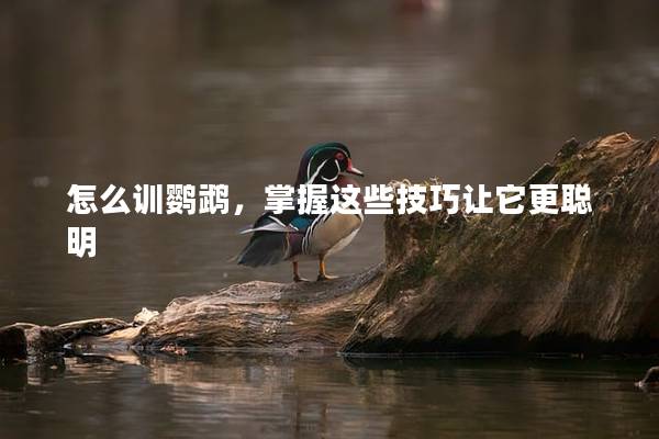 怎么训鹦鹉，掌握这些技巧让它更聪明