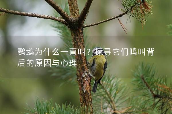 鹦鹉为什么一直叫？探寻它们鸣叫背后的原因与心理