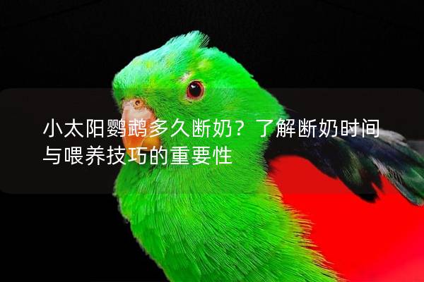 小太阳鹦鹉多久断奶？了解断奶时间与喂养技巧的重要性
