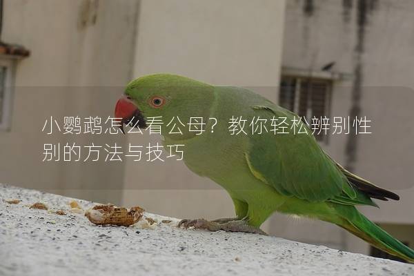小鹦鹉怎么看公母？教你轻松辨别性别的方法与技巧