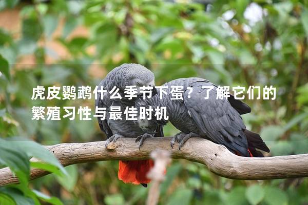 虎皮鹦鹉什么季节下蛋？了解它们的繁殖习性与最佳时机