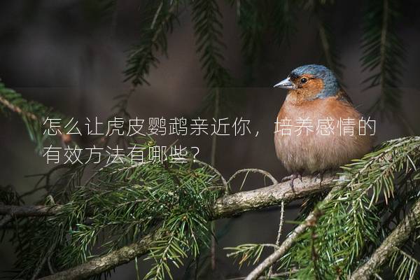 怎么让虎皮鹦鹉亲近你，培养感情的有效方法有哪些？