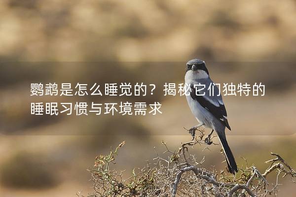 鹦鹉是怎么睡觉的？揭秘它们独特的睡眠习惯与环境需求