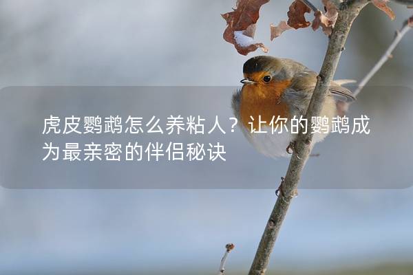 虎皮鹦鹉怎么养粘人？让你的鹦鹉成为最亲密的伴侣秘诀