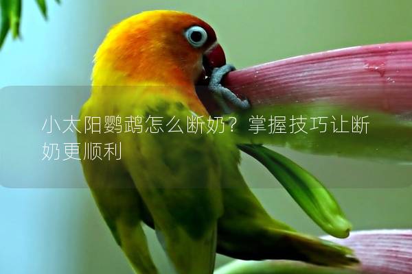 小太阳鹦鹉怎么断奶？掌握技巧让断奶更顺利
