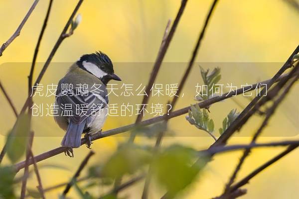 虎皮鹦鹉冬天怎么保暖，如何为它们创造温暖舒适的环境？