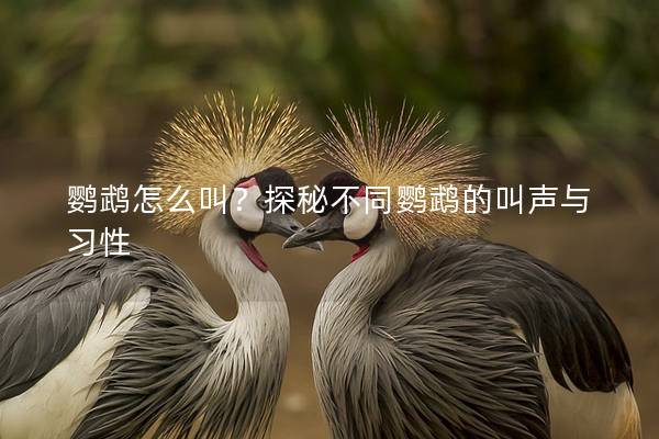 鹦鹉怎么叫？探秘不同鹦鹉的叫声与习性