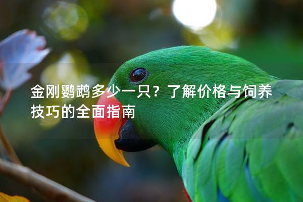 金刚鹦鹉多少一只？了解价格与饲养技巧的全面指南