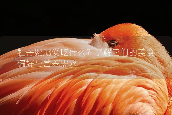牡丹鹦鹉爱吃什么？了解它们的美食偏好与营养需求