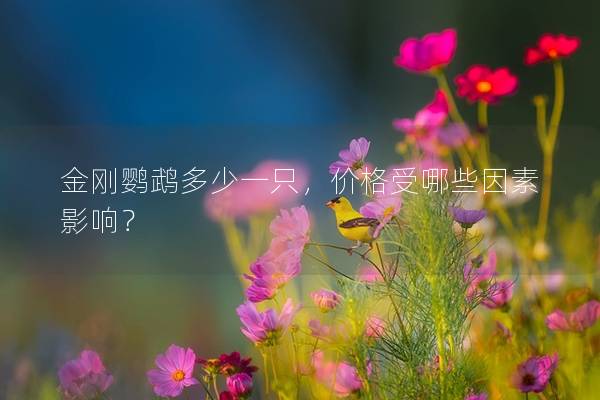 金刚鹦鹉多少一只，价格受哪些因素影响？