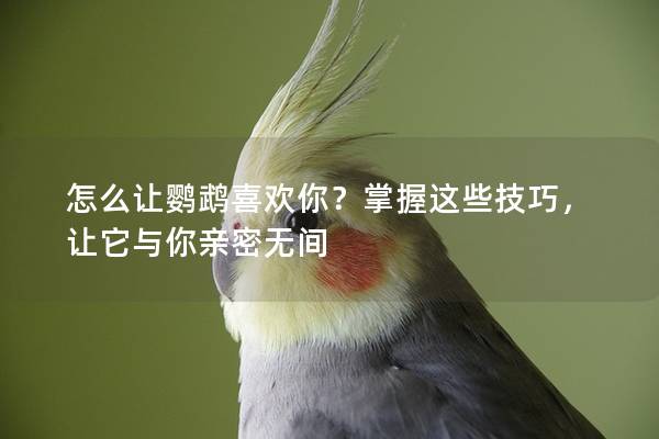 怎么让鹦鹉喜欢你？掌握这些技巧，让它与你亲密无间