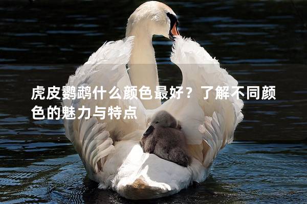 虎皮鹦鹉什么颜色最好？了解不同颜色的魅力与特点