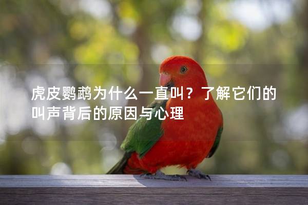 虎皮鹦鹉为什么一直叫？了解它们的叫声背后的原因与心理