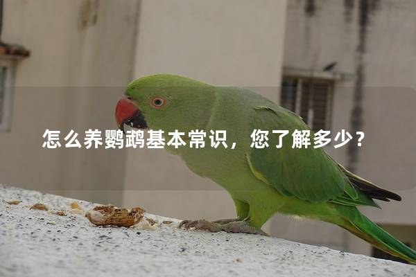 怎么养鹦鹉基本常识，您了解多少？