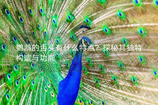 鹦鹉的舌头有什么特点？探秘其独特构造与功能