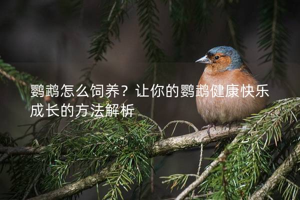 鹦鹉怎么饲养？让你的鹦鹉健康快乐成长的方法解析