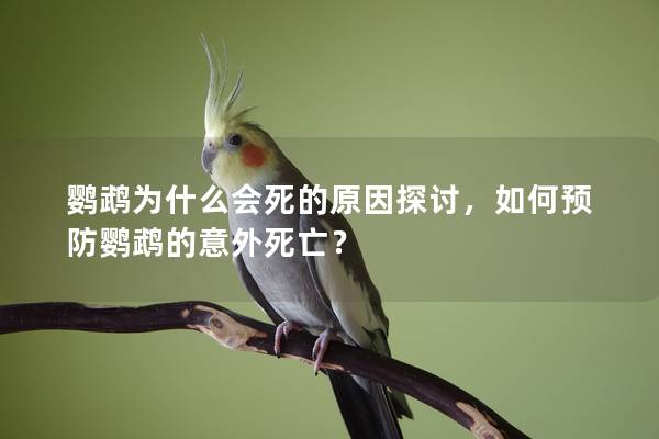 鹦鹉为什么会死的原因探讨，如何预防鹦鹉的意外死亡？