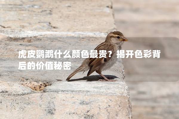 虎皮鹦鹉什么颜色最贵？揭开色彩背后的价值秘密