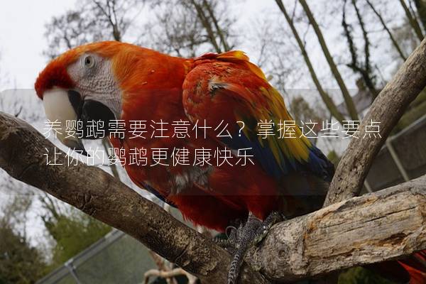 养鹦鹉需要注意什么？掌握这些要点让你的鹦鹉更健康快乐