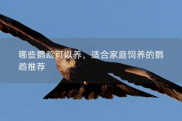 哪些鹦鹉可以养，适合家庭饲养的鹦鹉推荐