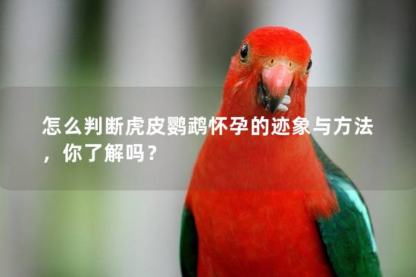 怎么判断虎皮鹦鹉怀孕的迹象与方法，你了解吗？