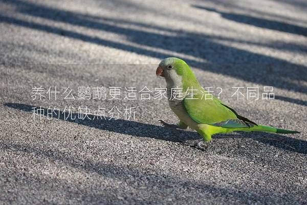 养什么鹦鹉更适合家庭生活？不同品种的优缺点分析