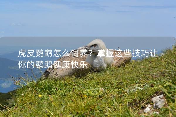 虎皮鹦鹉怎么饲养？掌握这些技巧让你的鹦鹉健康快乐