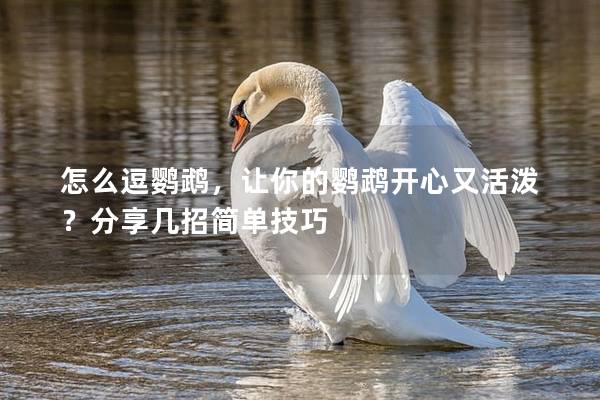 怎么逗鹦鹉，让你的鹦鹉开心又活泼？分享几招简单技巧
