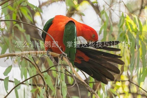 怎么训练鹦鹉，掌握这些技巧让你的鹦鹉更聪明