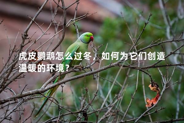 虎皮鹦鹉怎么过冬，如何为它们创造温暖的环境？