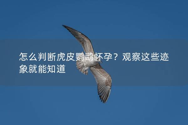 怎么判断虎皮鹦鹉怀孕？观察这些迹象就能知道