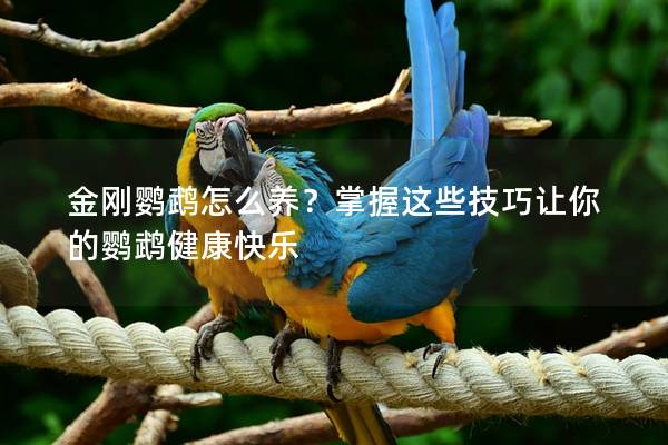 金刚鹦鹉怎么养？掌握这些技巧让你的鹦鹉健康快乐
