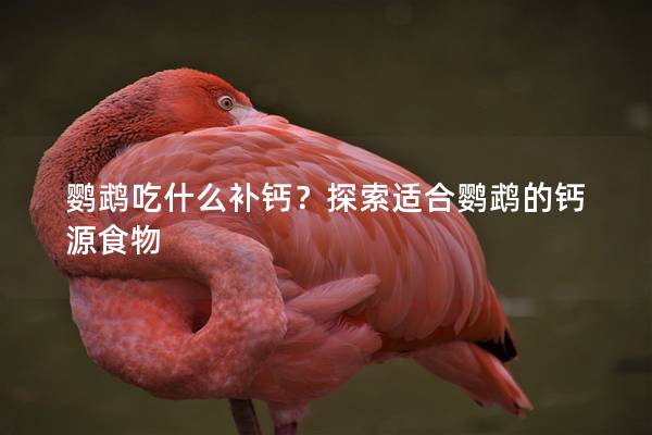 鹦鹉吃什么补钙？探索适合鹦鹉的钙源食物