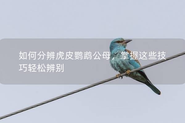如何分辨虎皮鹦鹉公母，掌握这些技巧轻松辨别