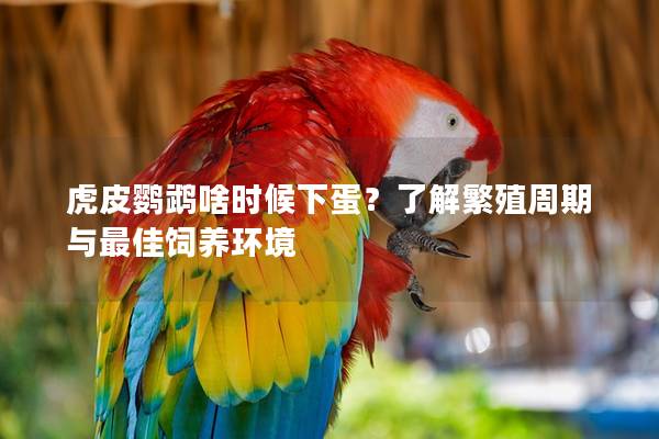 虎皮鹦鹉啥时候下蛋？了解繁殖周期与最佳饲养环境