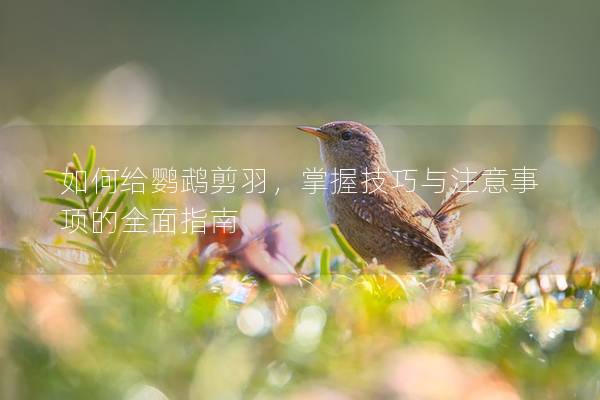 如何给鹦鹉剪羽，掌握技巧与注意事项的全面指南