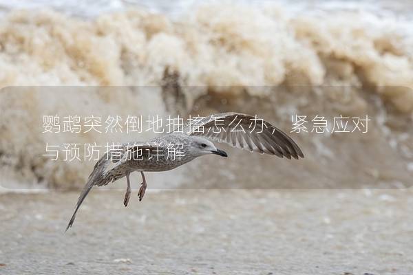 鹦鹉突然倒地抽搐怎么办，紧急应对与预防措施详解