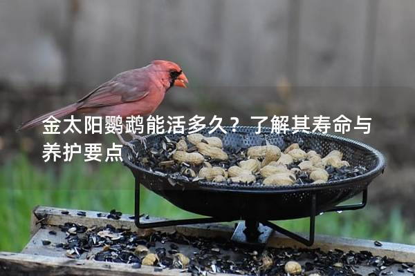 金太阳鹦鹉能活多久？了解其寿命与养护要点