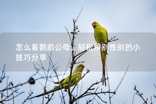 怎么看鹦鹉公母，轻松辨别性别的小技巧分享