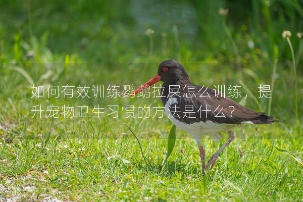 如何有效训练鹦鹉拉屎怎么训练，提升宠物卫生习惯的方法是什么？