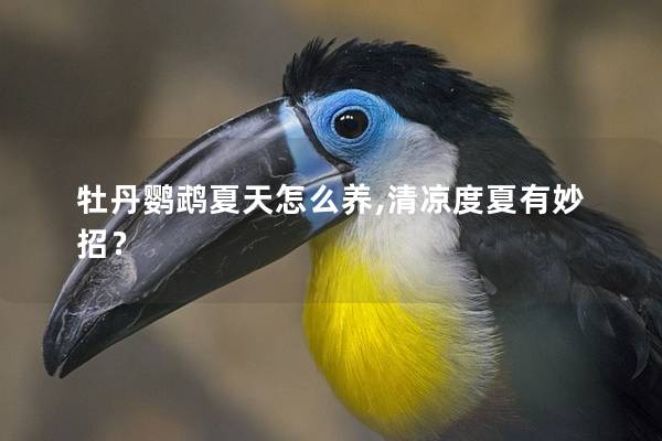 牡丹鹦鹉夏天怎么养,清凉度夏有妙招？