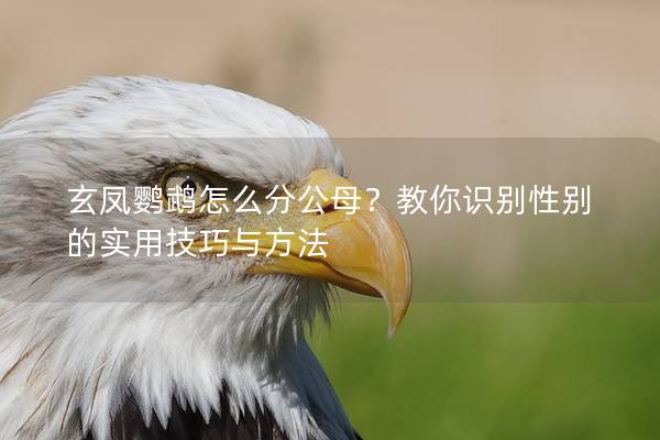 玄凤鹦鹉怎么分公母？教你识别性别的实用技巧与方法