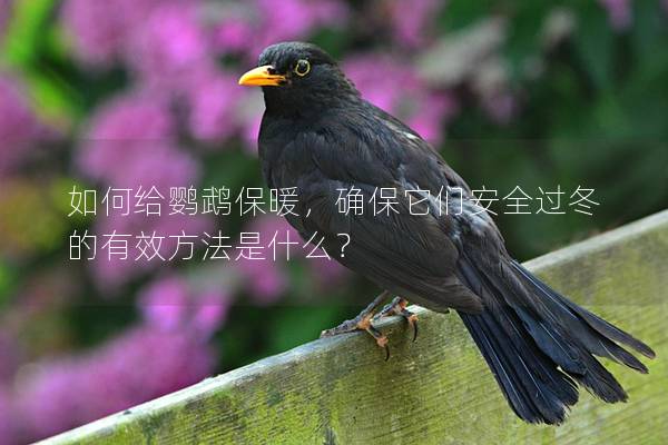 如何给鹦鹉保暖，确保它们安全过冬的有效方法是什么？