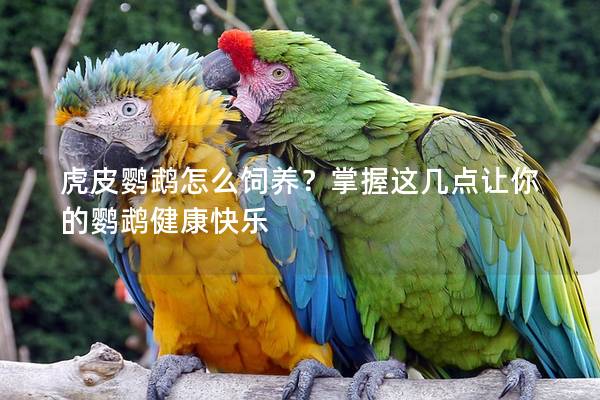 虎皮鹦鹉怎么饲养？掌握这几点让你的鹦鹉健康快乐
