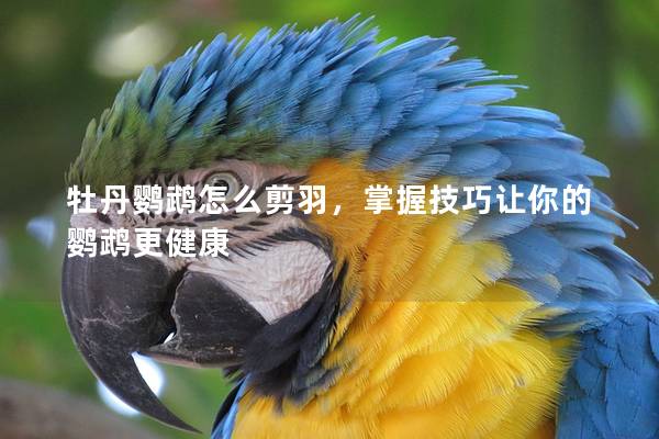 牡丹鹦鹉怎么剪羽，掌握技巧让你的鹦鹉更健康