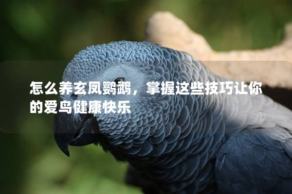 怎么养玄凤鹦鹉，掌握这些技巧让你的爱鸟健康快乐