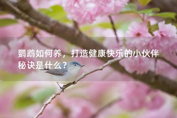 鹦鹉如何养，打造健康快乐的小伙伴秘诀是什么？