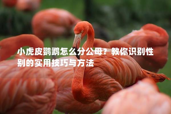 小虎皮鹦鹉怎么分公母？教你识别性别的实用技巧与方法